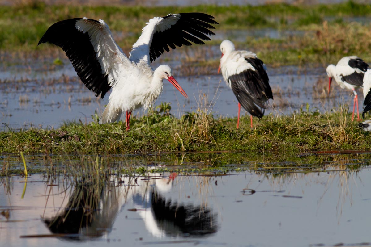 Ciconia ciconia - Cicogna bianca